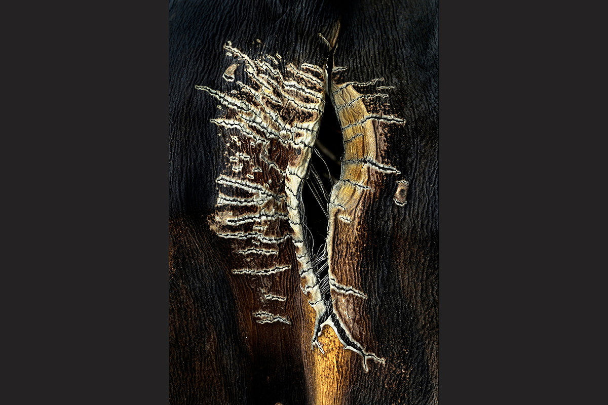 Shortlist Studio Art, Cupoty, 2025, United Kingdom