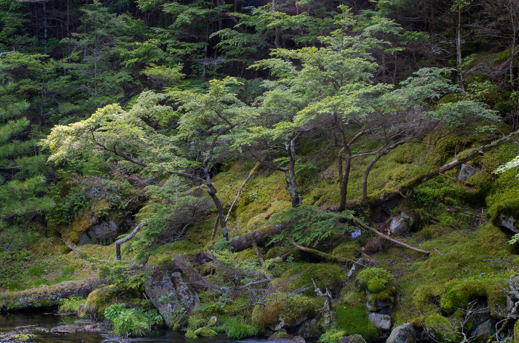 Kamikochi, Nagano