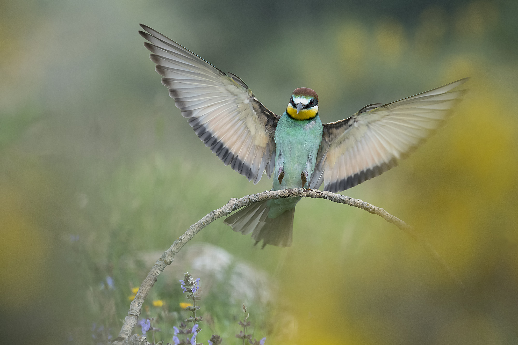 2019 Festival de L´Oiseau