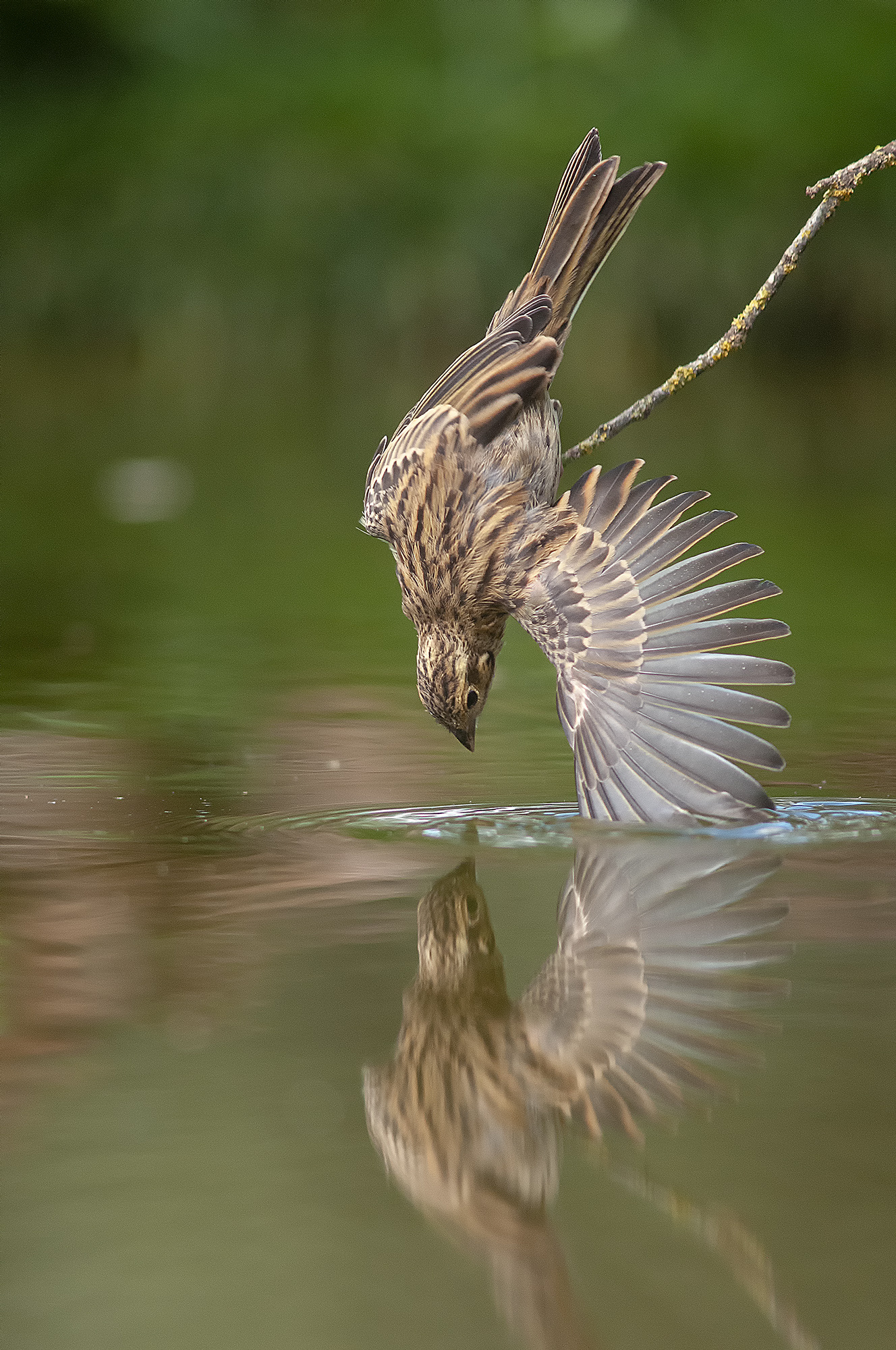 2018 Photo Vogelwarte