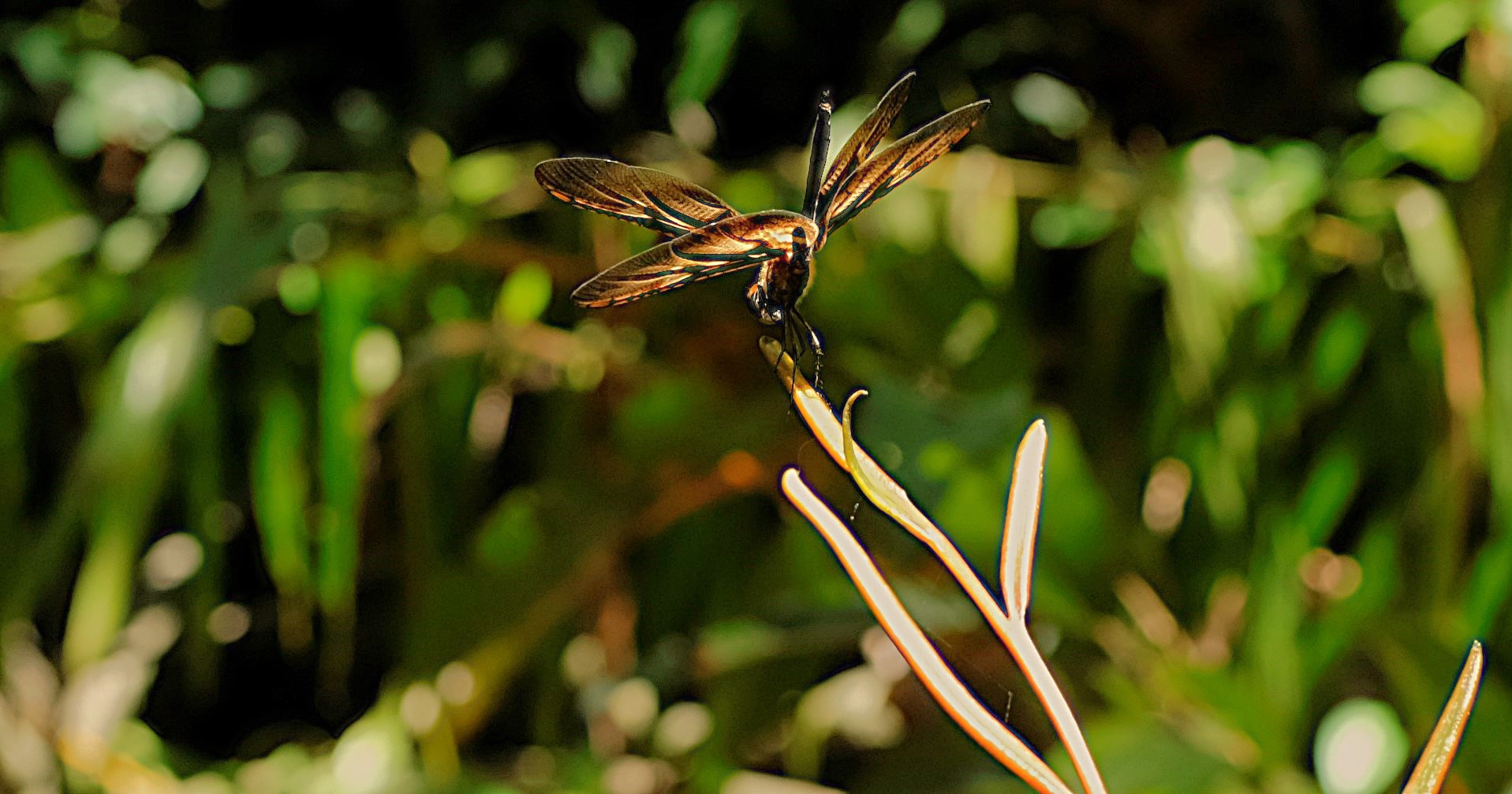 Bronze Flutterer Dragonfly {Rhyothemis Obsolescens}