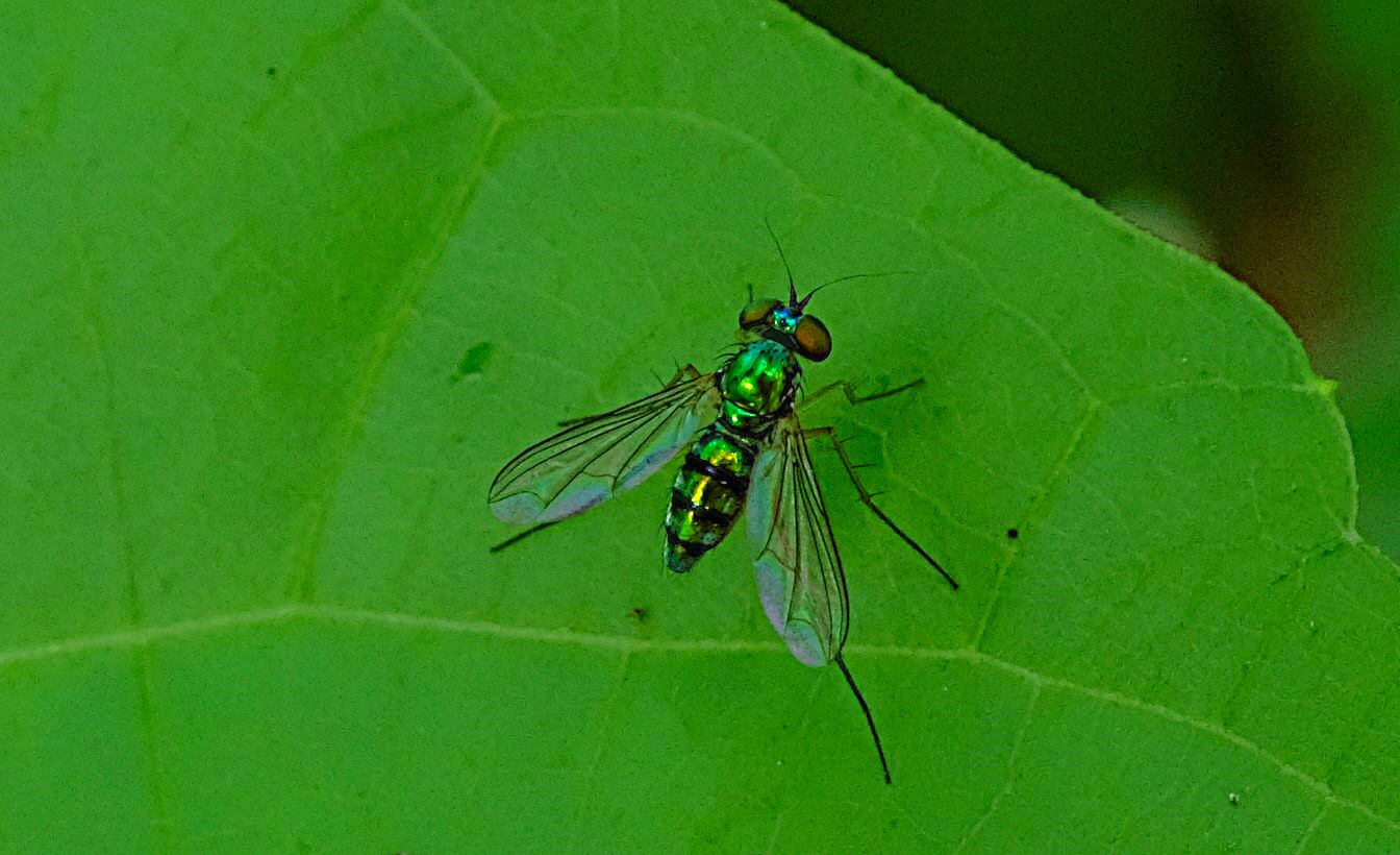 Asian Long-Legged Fly {Condylastylus Dolichopodidae}