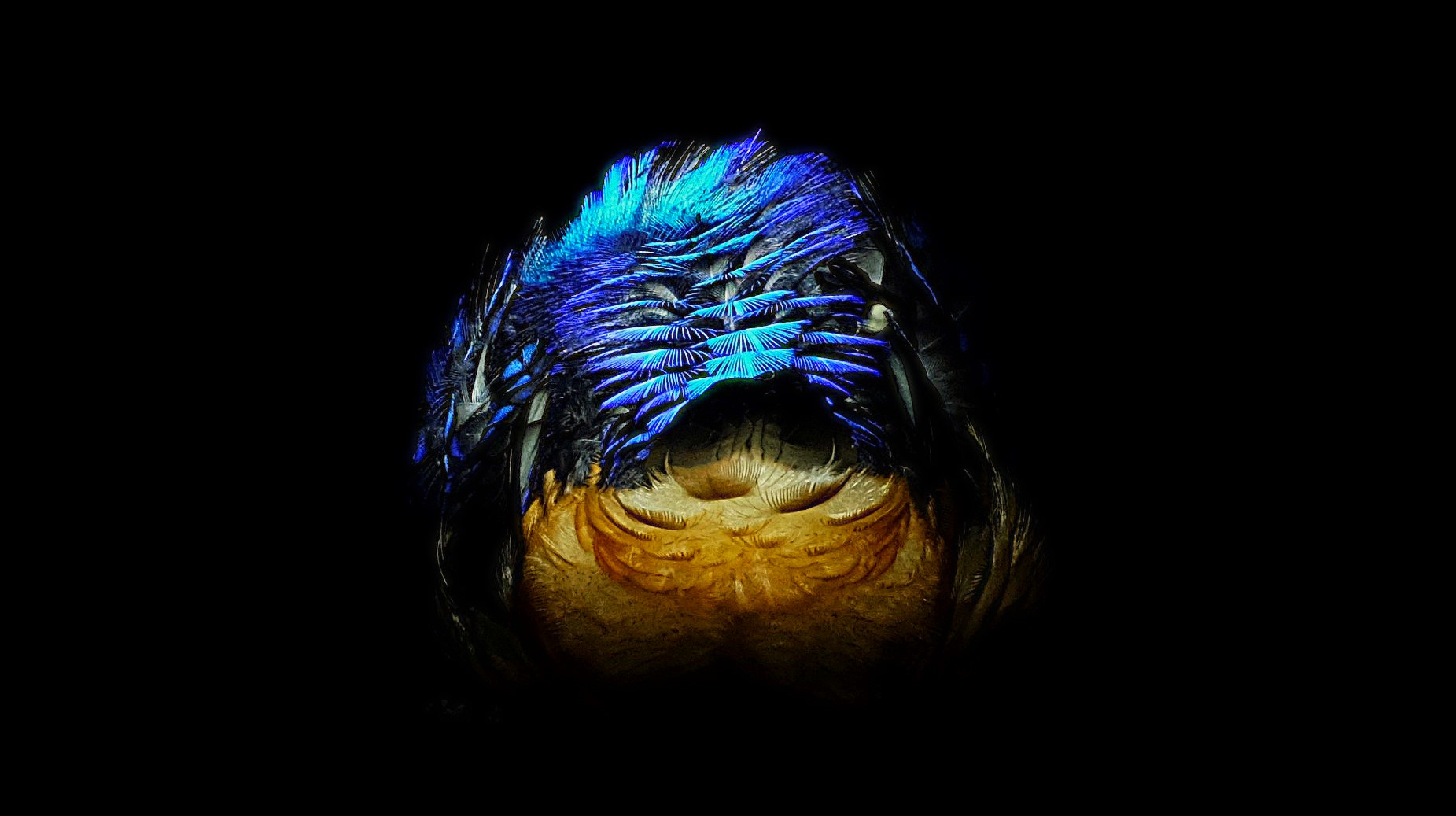 River Kingfisher sleep at night {Alcedo Atthis}