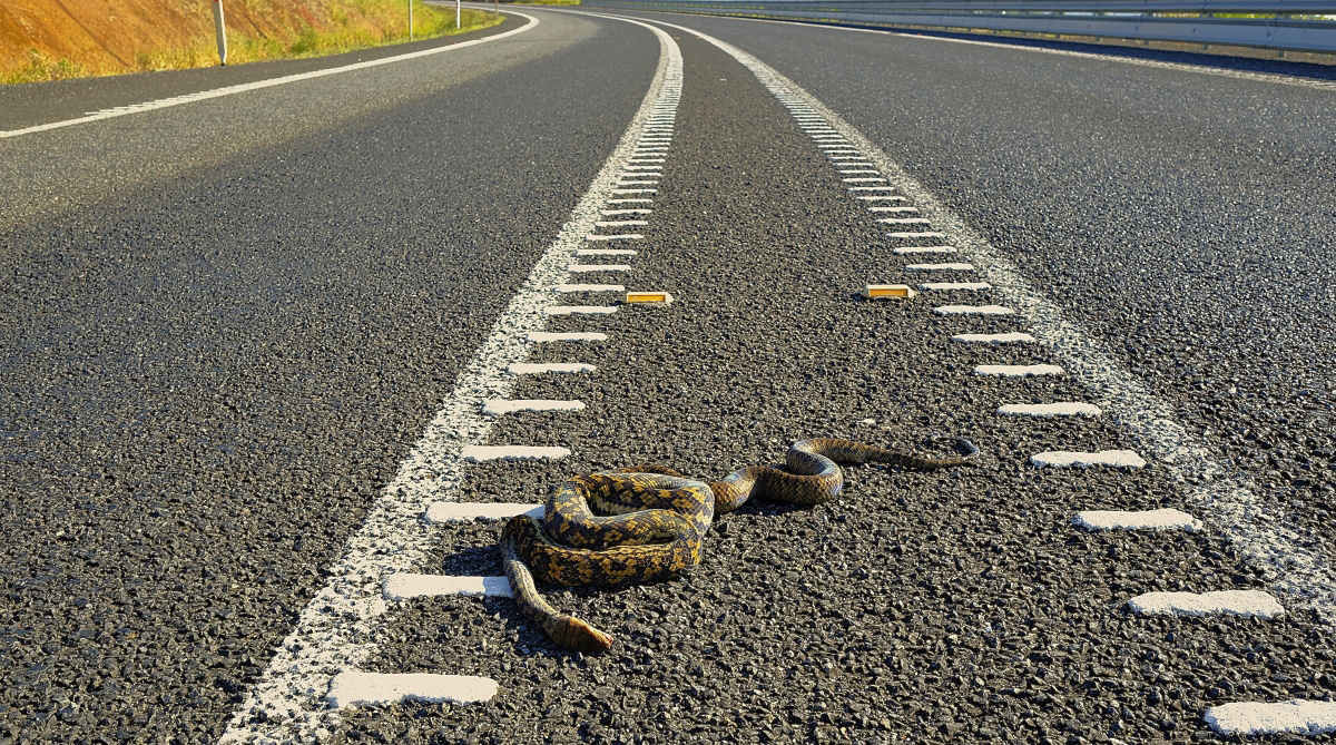 Carpet Python Snake {Morelia Spilota}