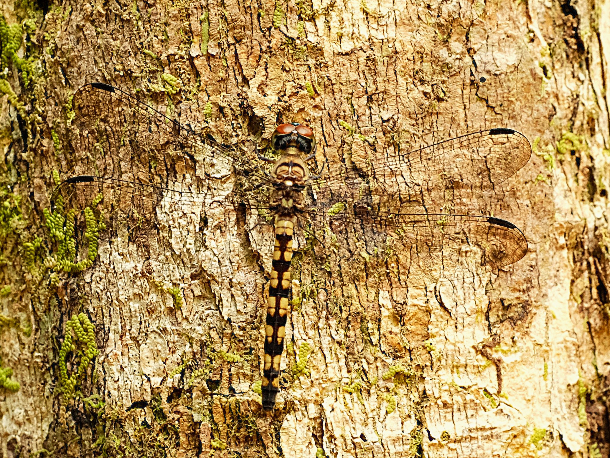 Female Treehugger Dragonfly {Tyriobapta Torrida}