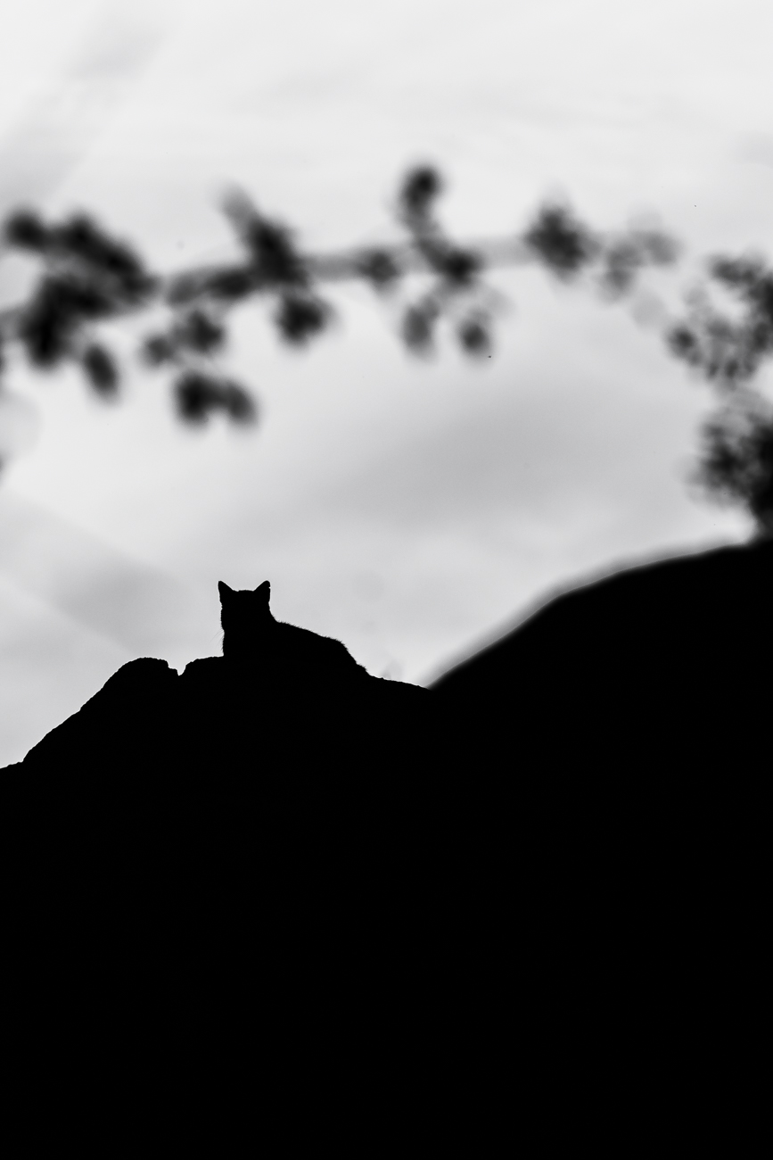 Perfil de gato a contraluz en paisaje natural