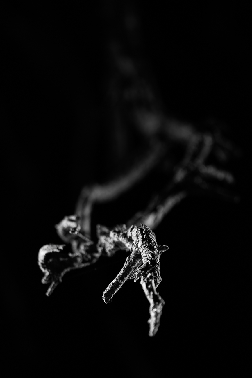 Rama en la oscuridad