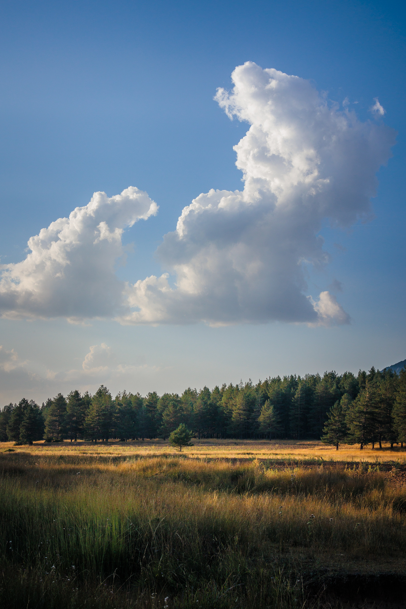 Paisaje con árbol aislado