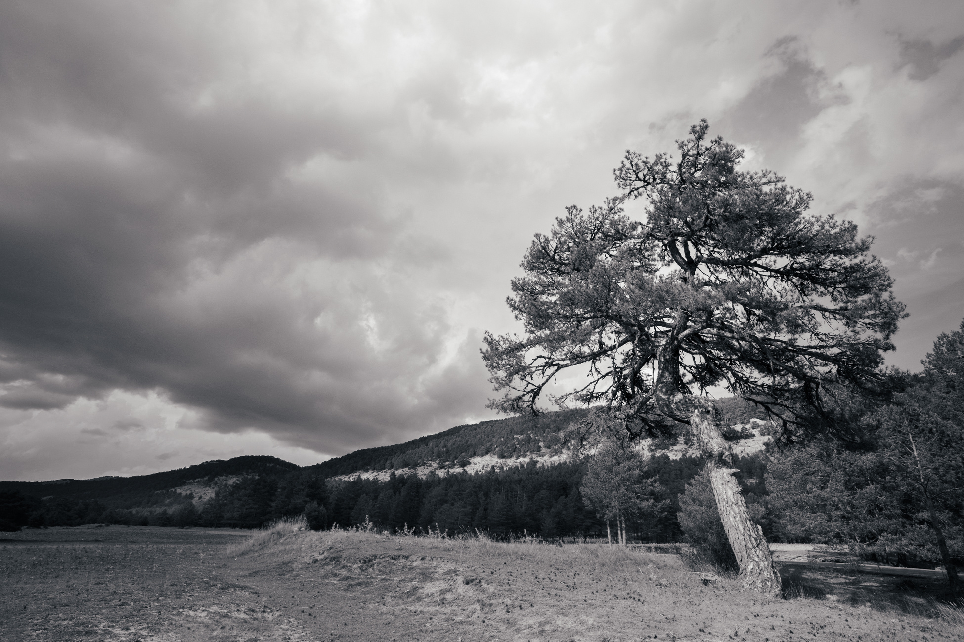 pino en paisaje nublado
