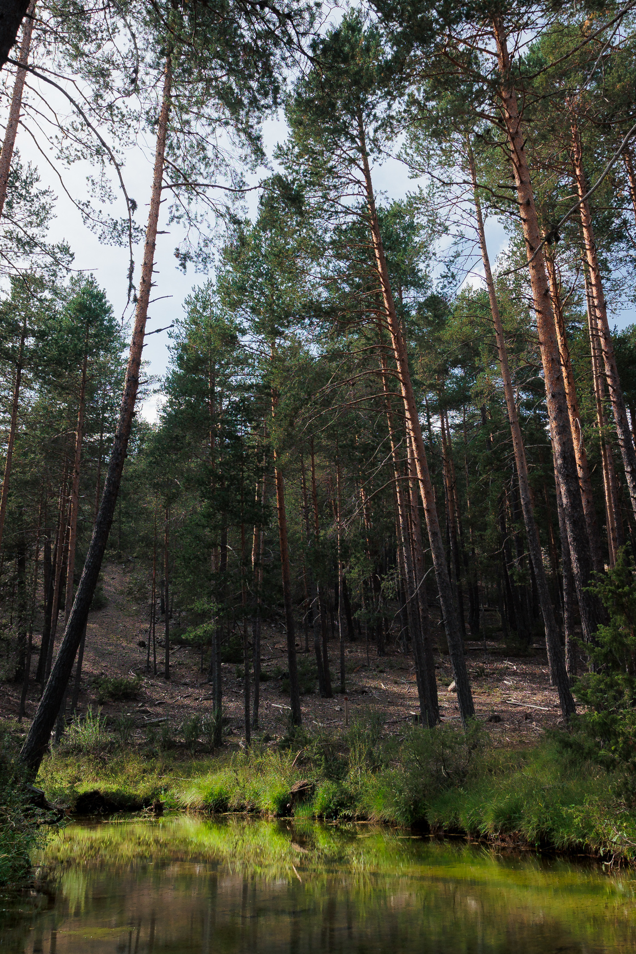 rio tajo rodeado de altos pinos