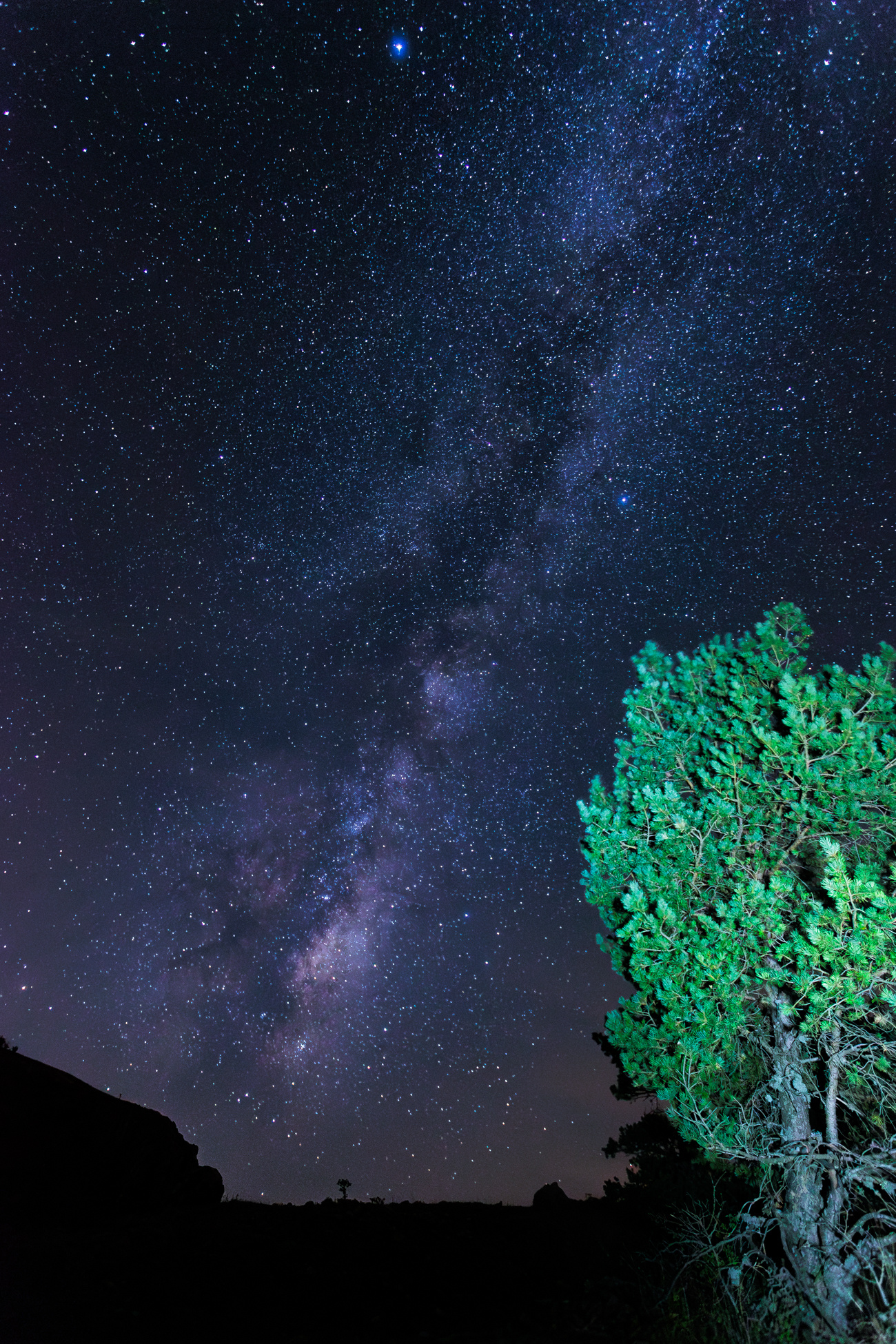 vio lactea con arbol en primer plano