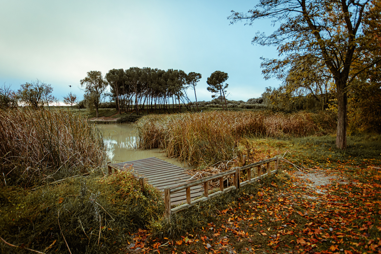 Muelle de pescadores con pinar de fondo