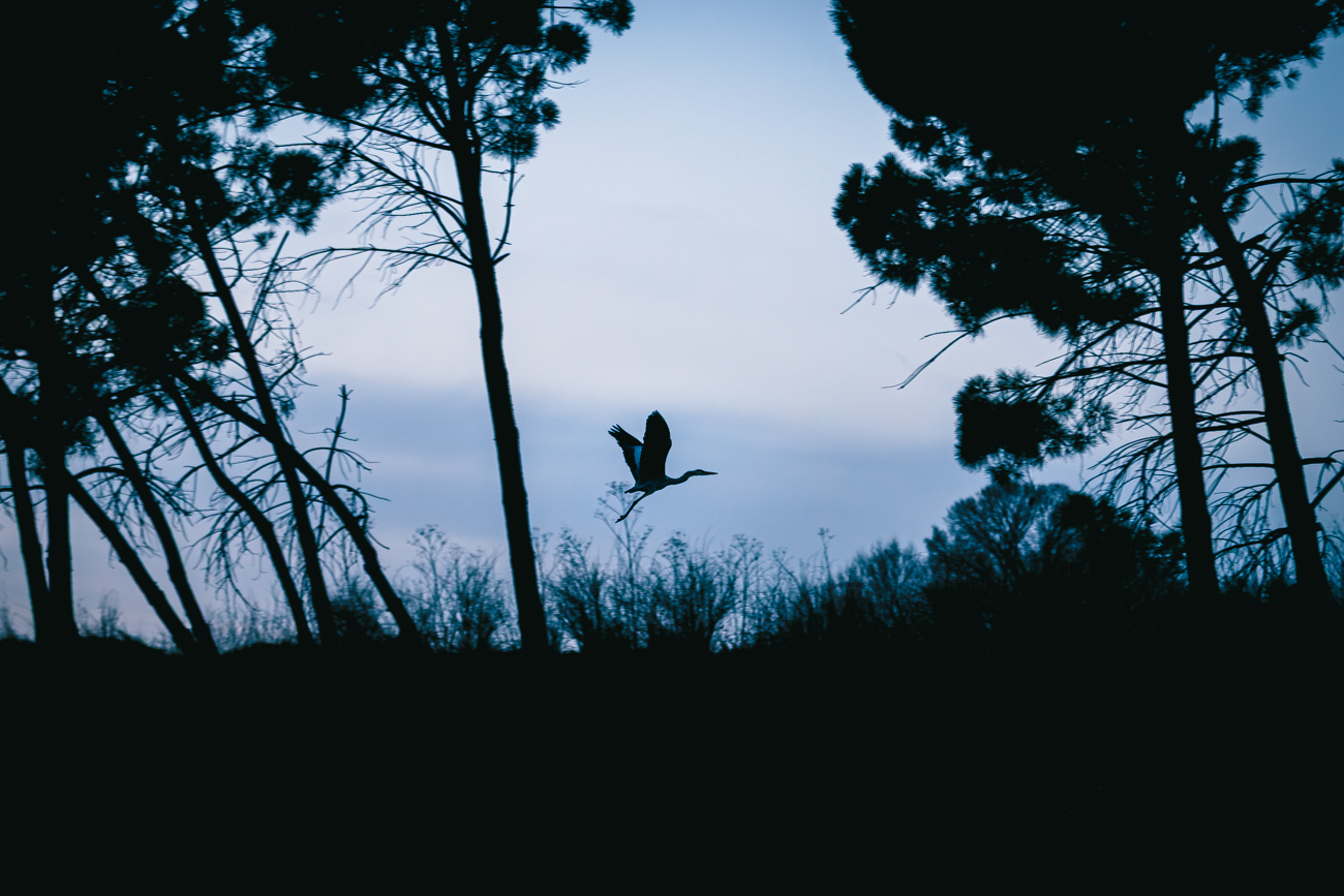 Un ave grande volando