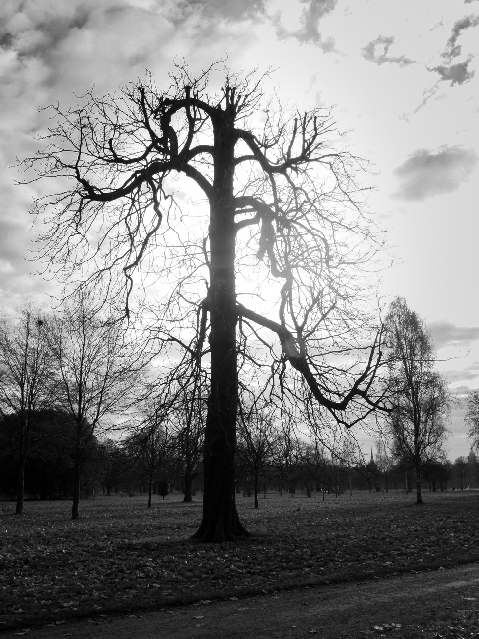 arbol