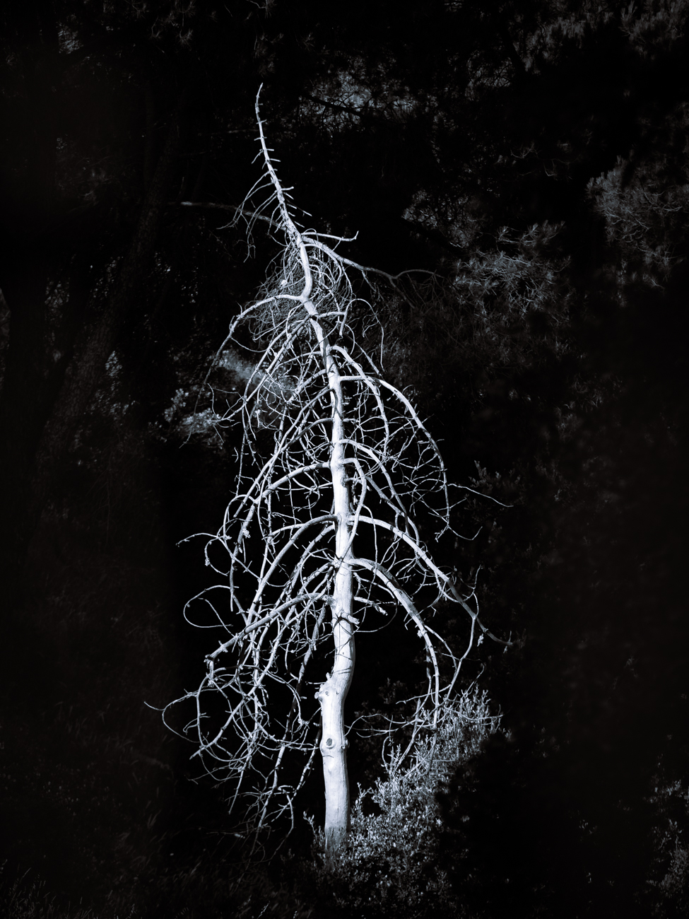 arbol