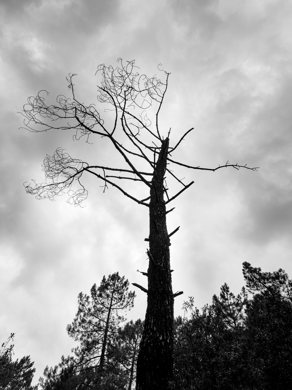 arbol