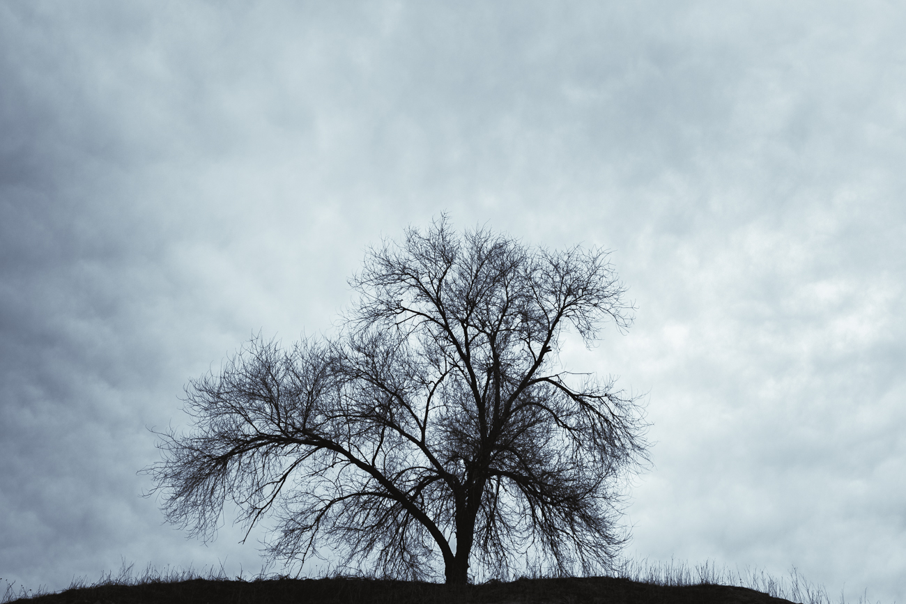 arbol