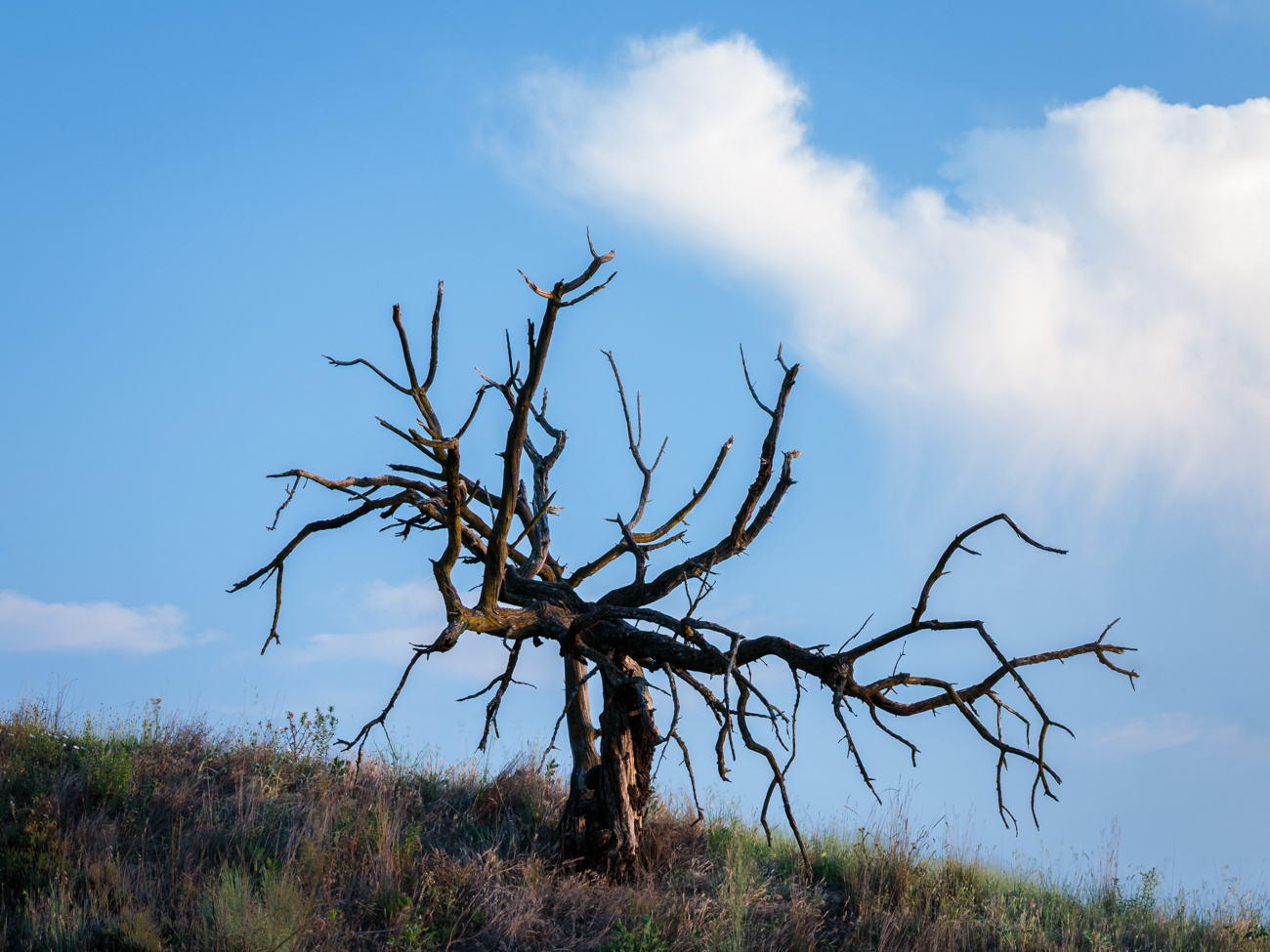 arbol