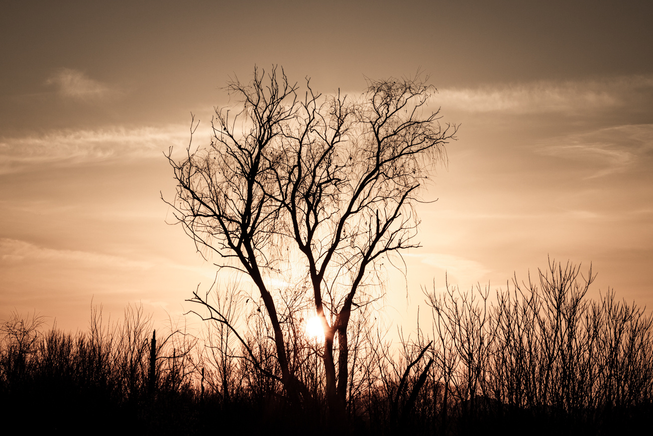 arbol