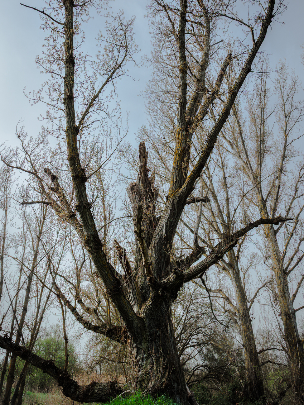 arbol