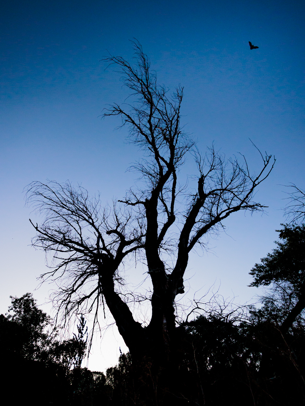 arbol