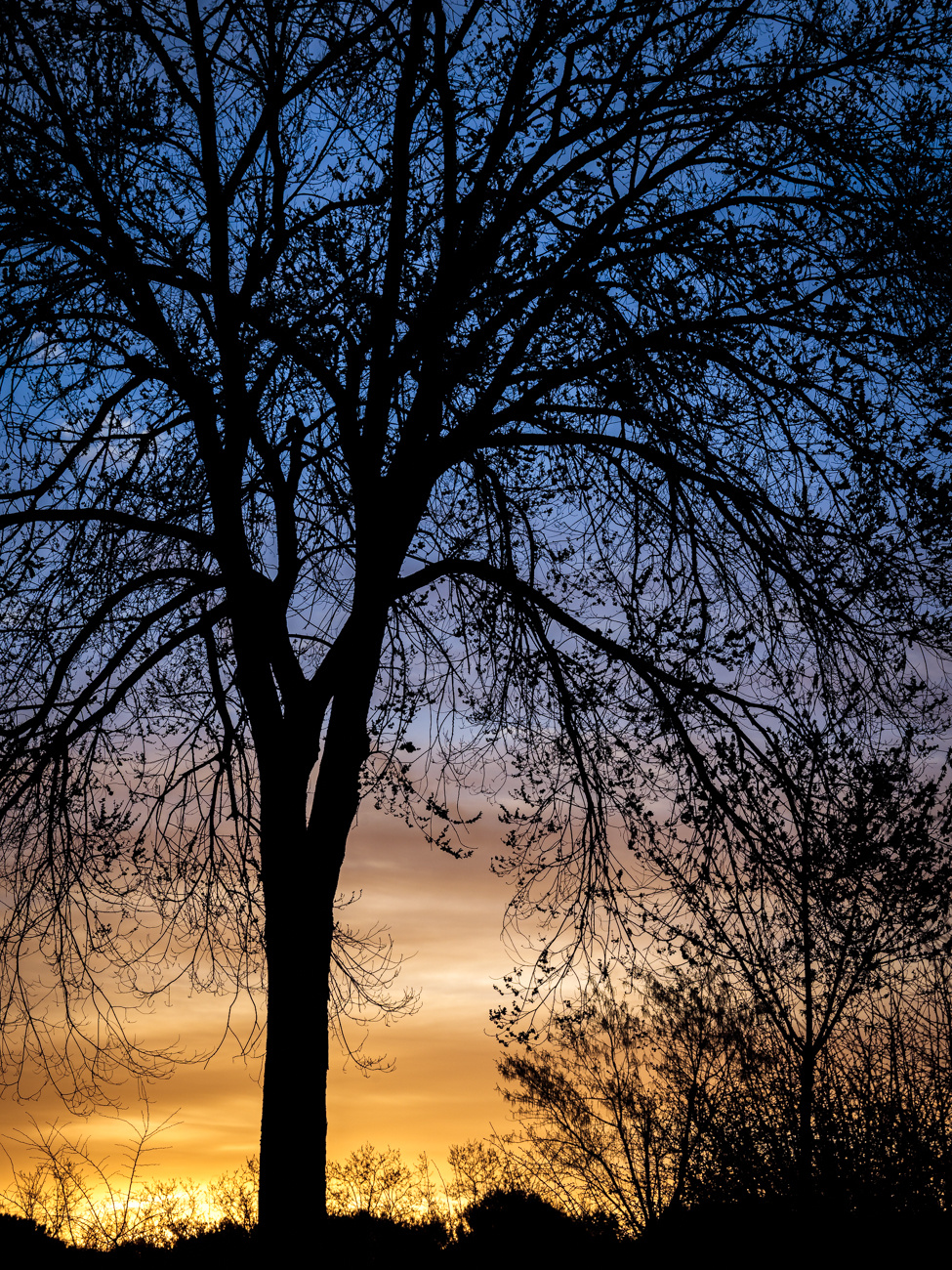 arbol