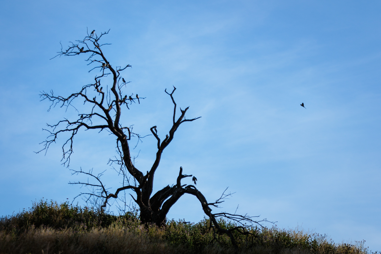 arbol