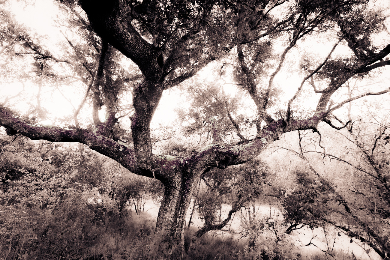 arbol
