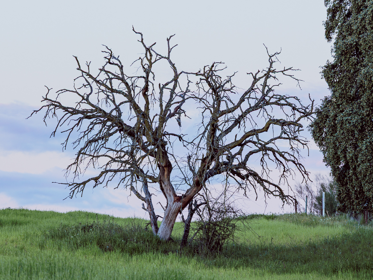 arbol
