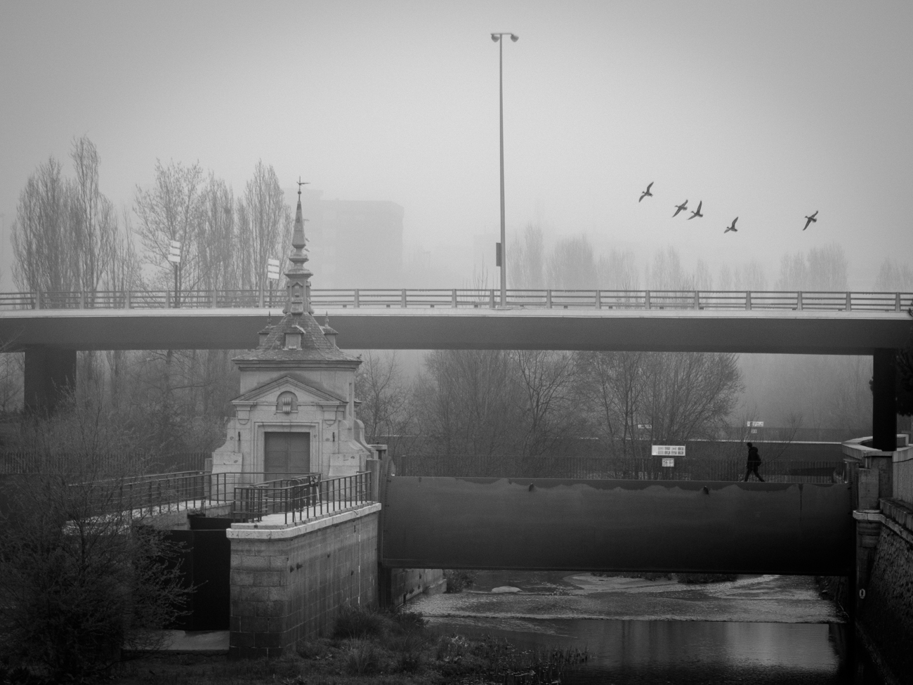 Bandadas de ave sobre un puente con niebla