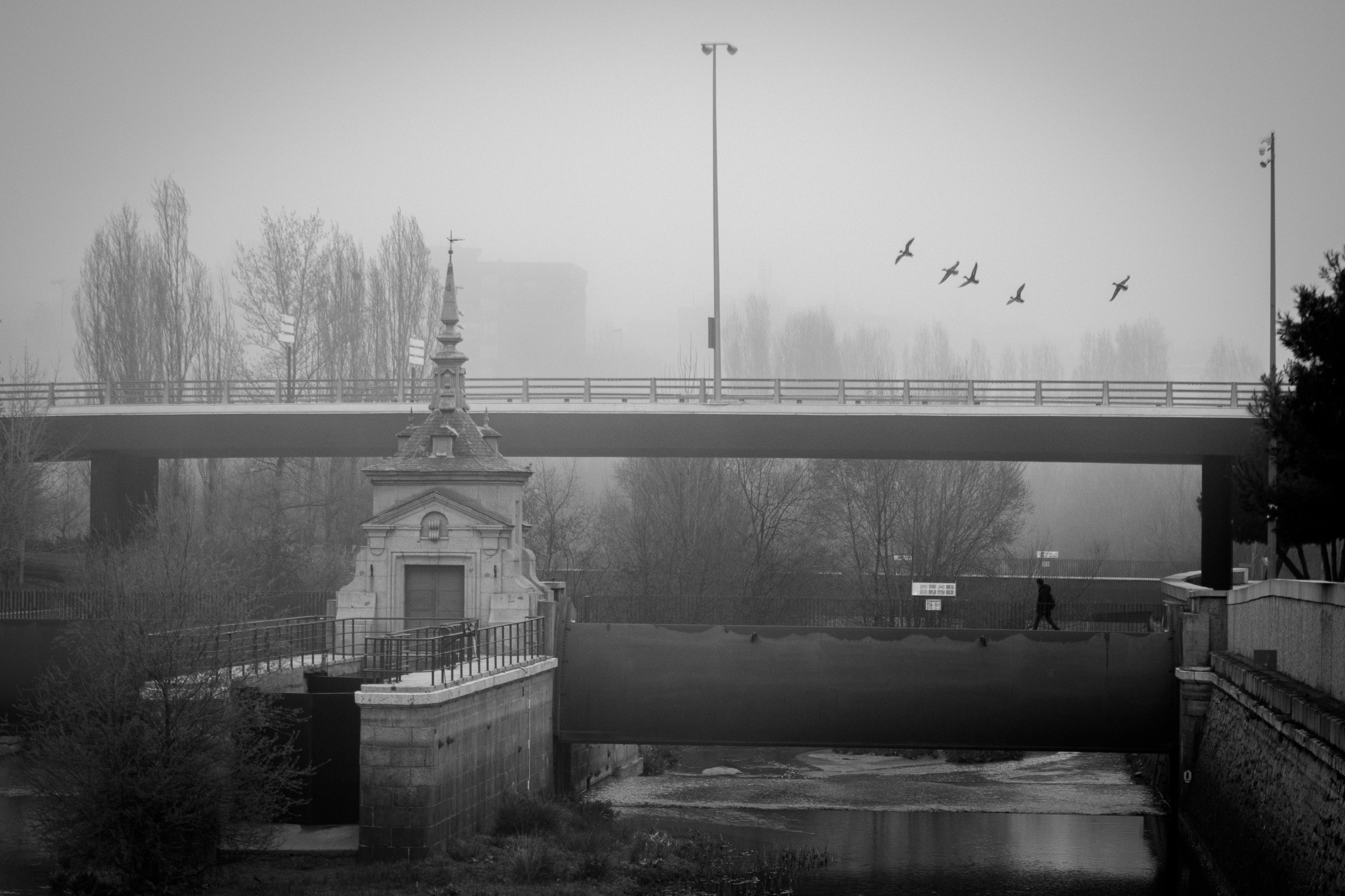 Bandadas de ave sobre un puente con niebla