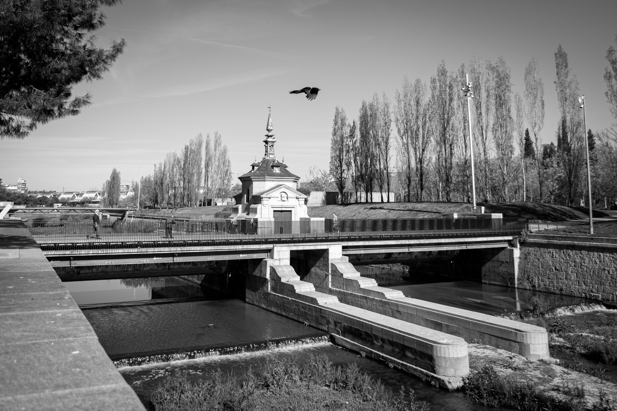 Pájaro volando sobre un puente