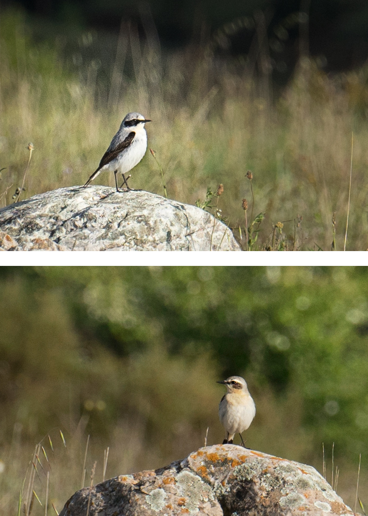 Collalba gris, macho y hembra