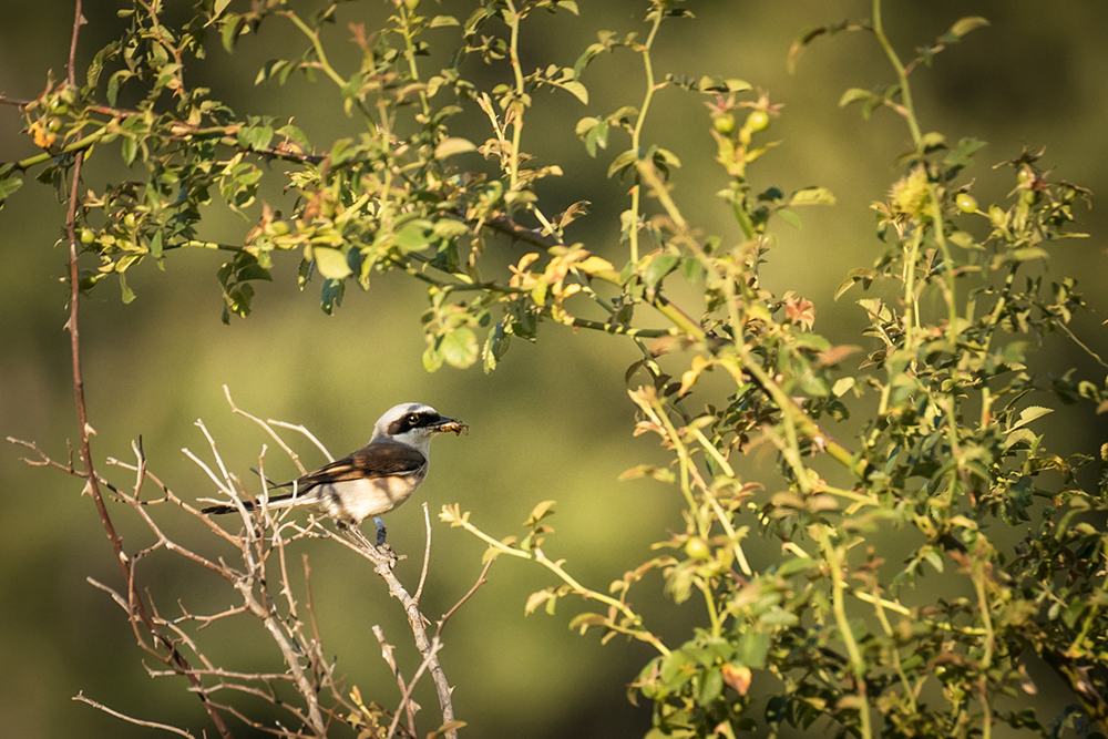 Alcaudón dorsirrojo