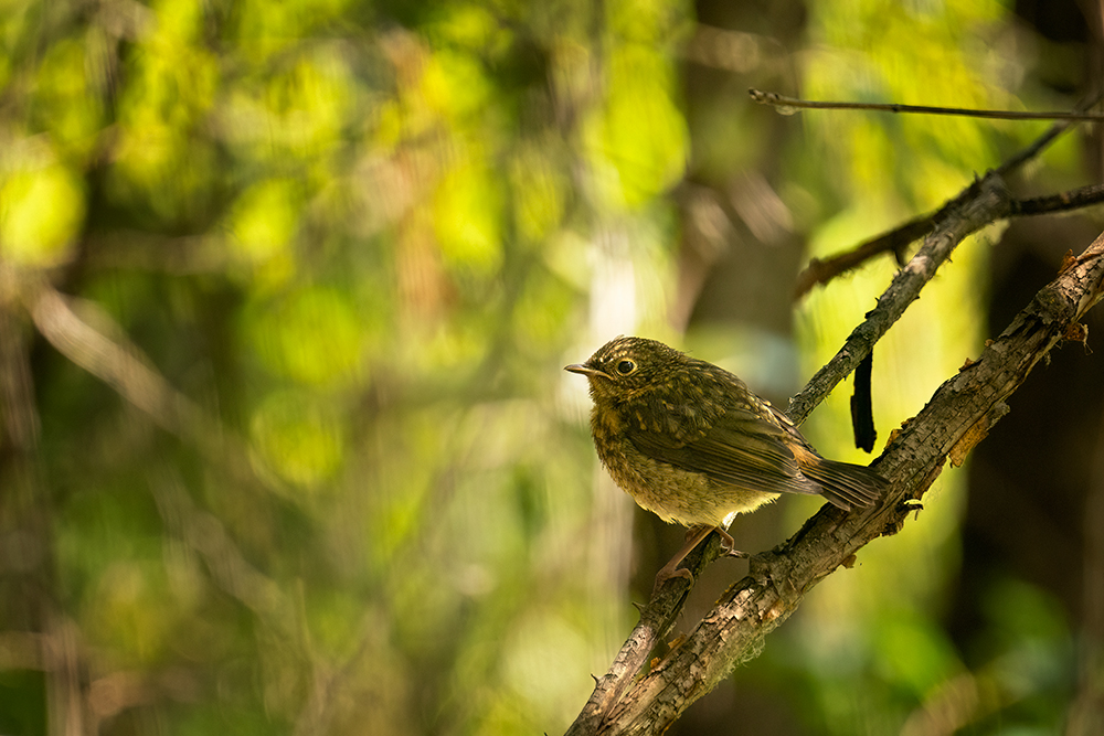 juvenil de petirrojo