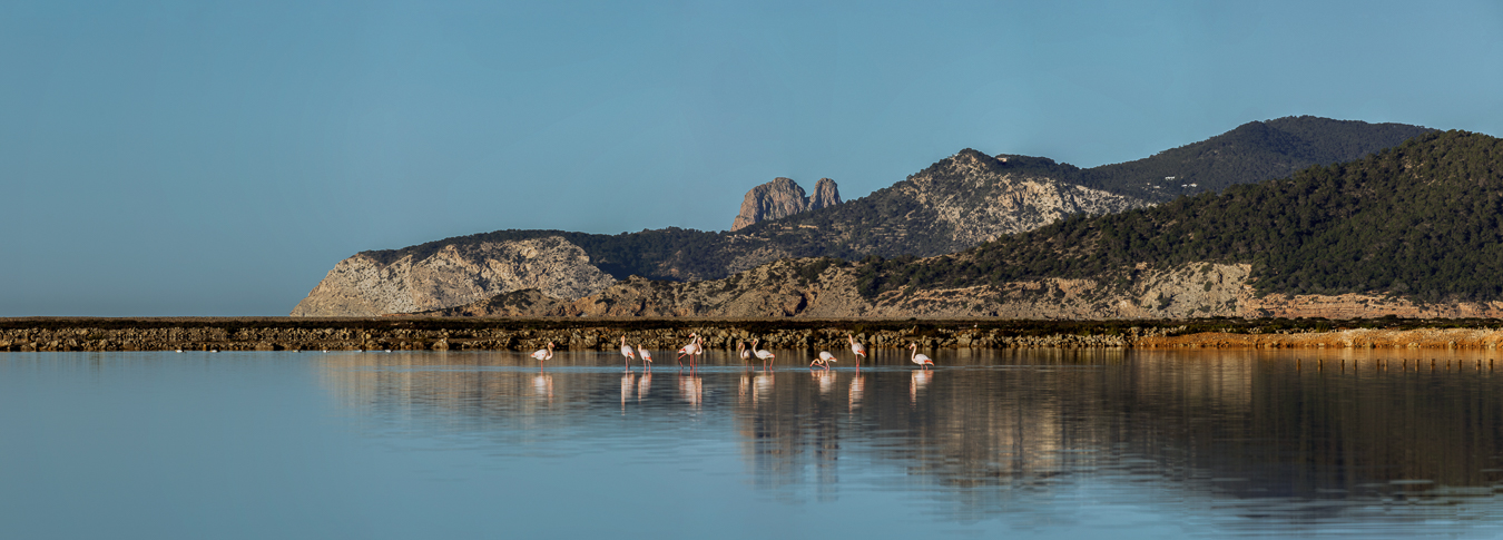 Flamencos en Es Vedrá