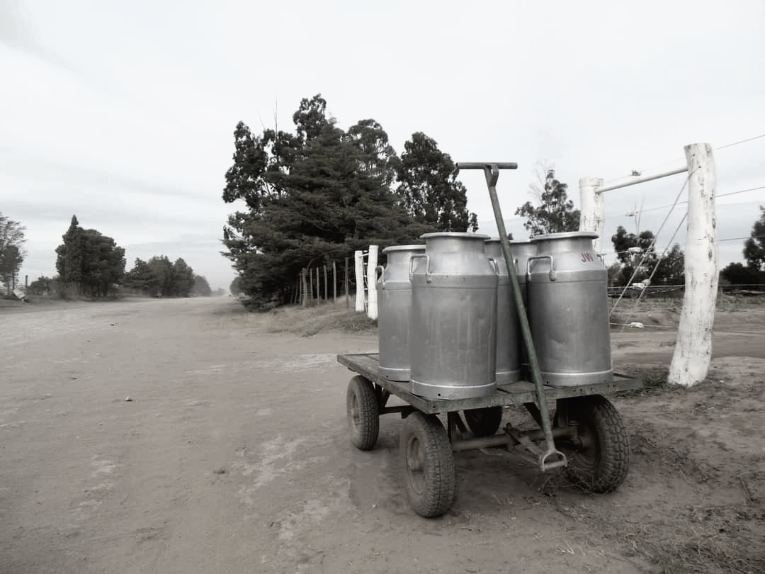 Todas las familias contribuyen a la queserìa de la  colonia.