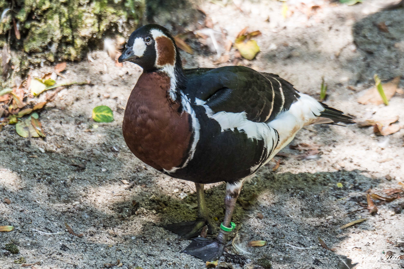 La barnacla cuellirroja