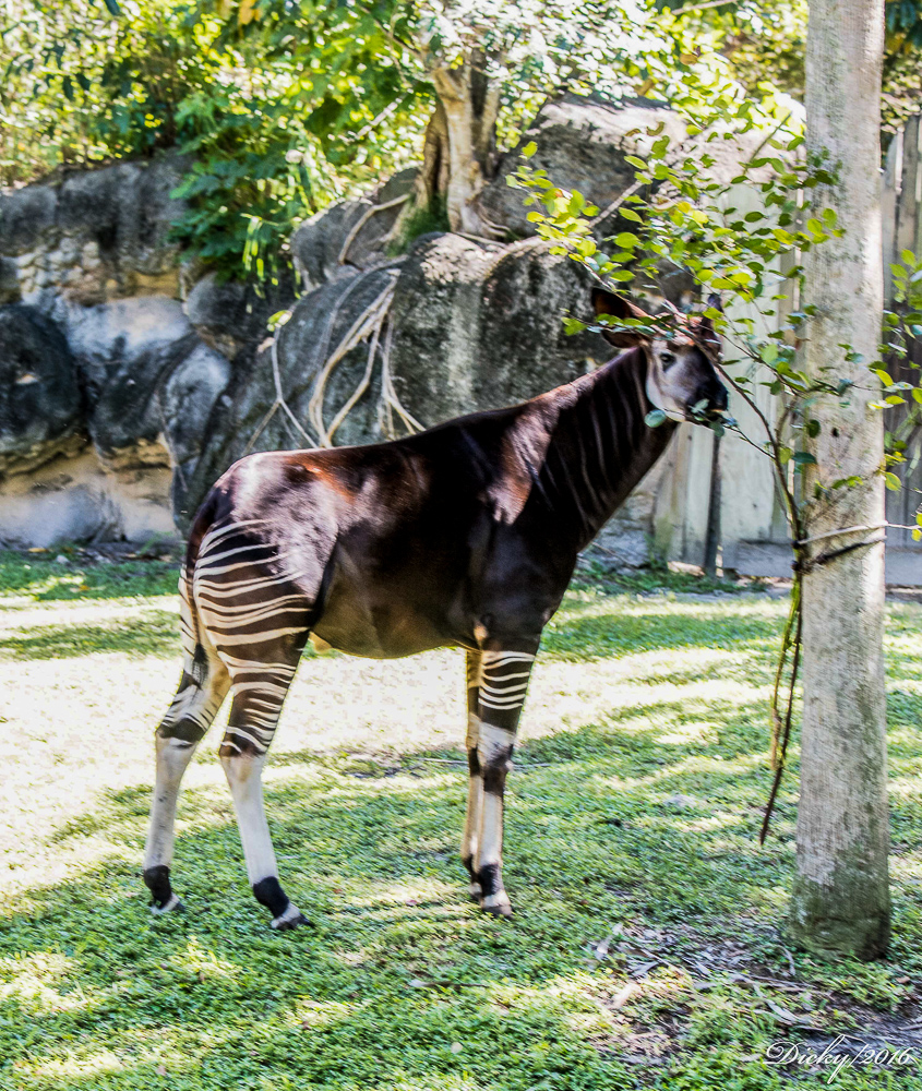 Okapi
