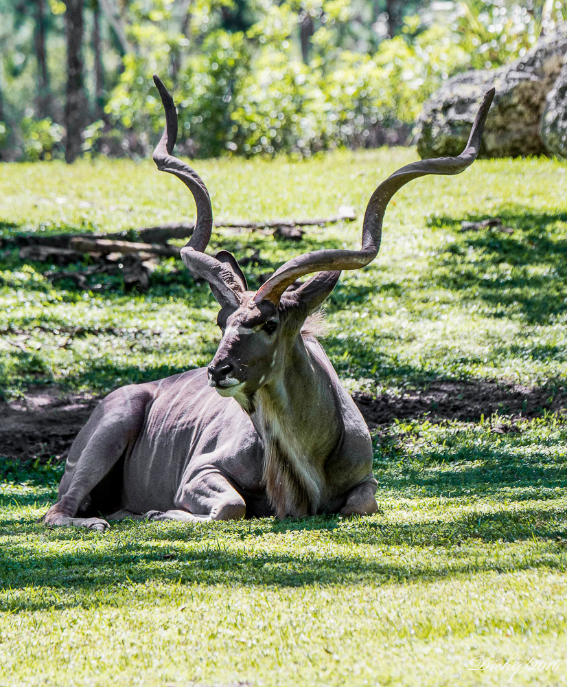 Gran Kudu