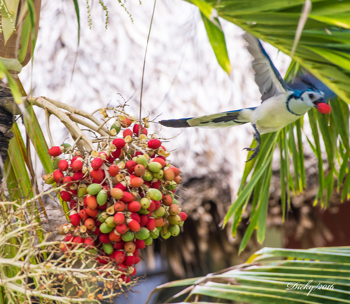 El vuelo de la Urraca