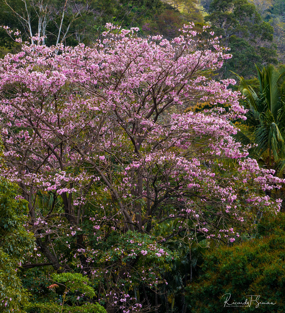 DSC_7321_Arbol de Maquilishuat