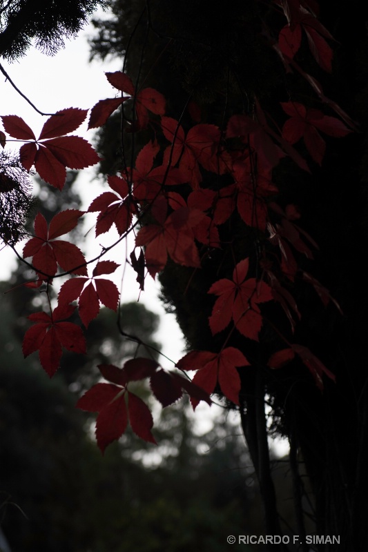 Flores de Jardines de Alhambra de Granada
