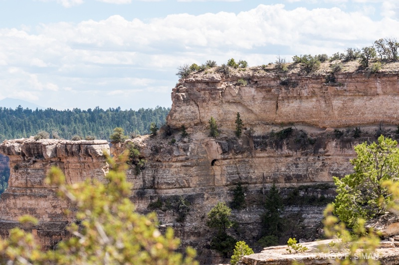 Osos escaladores en el Gran Cañon