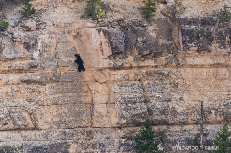 Osos escaladores en el Gran Cañon