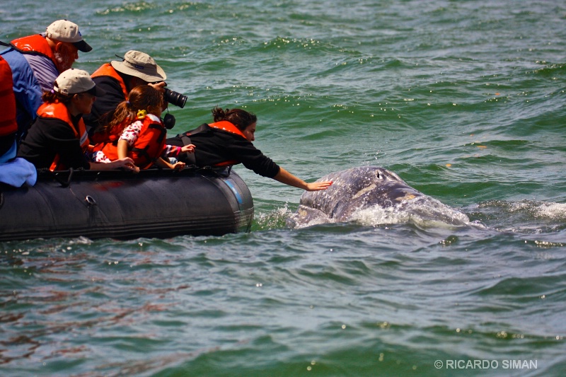 Ballena Gris