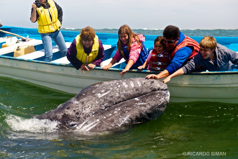Ballena Gris