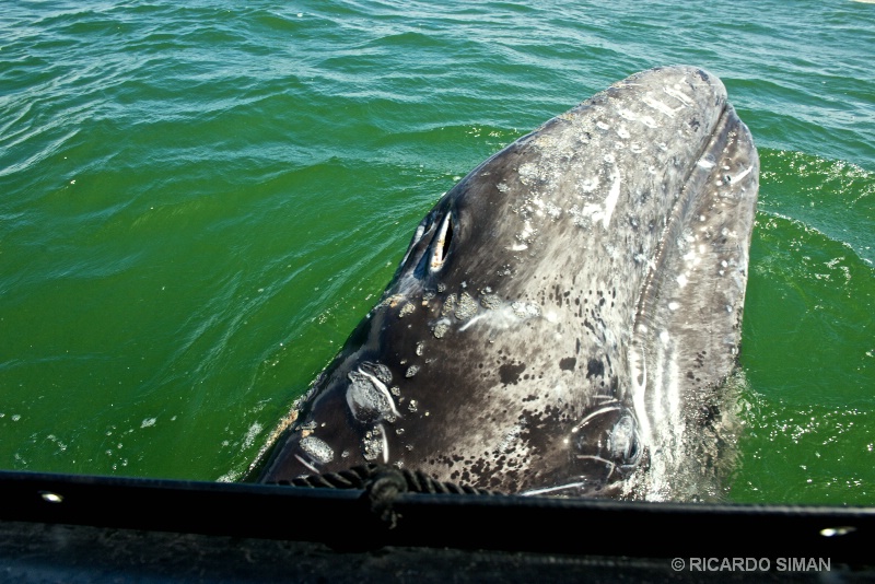 Ballena Gris