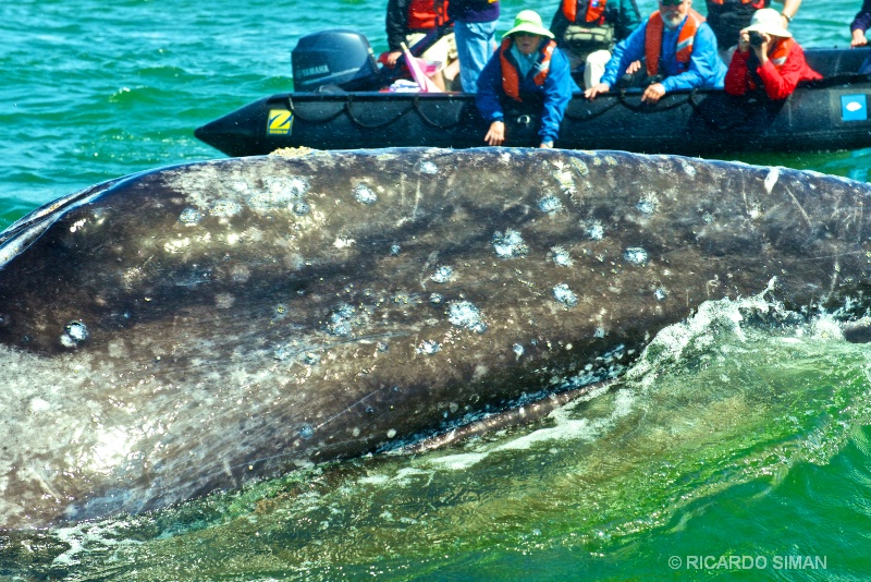 Ballena Gris