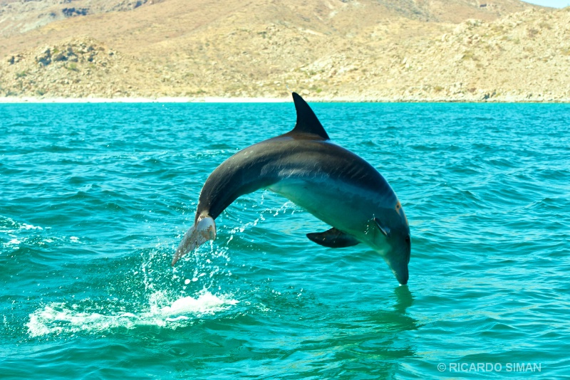 Delfin